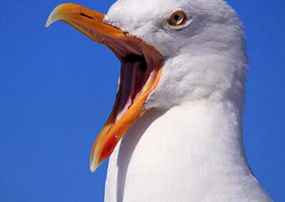 “When they go low, we go high”– How to deal with bad or toxic bosses